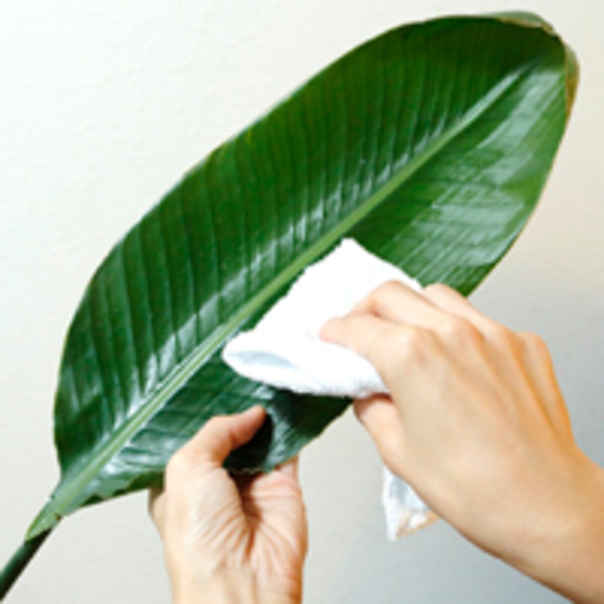 家にある“アレ”でリビング掃除してみよう！