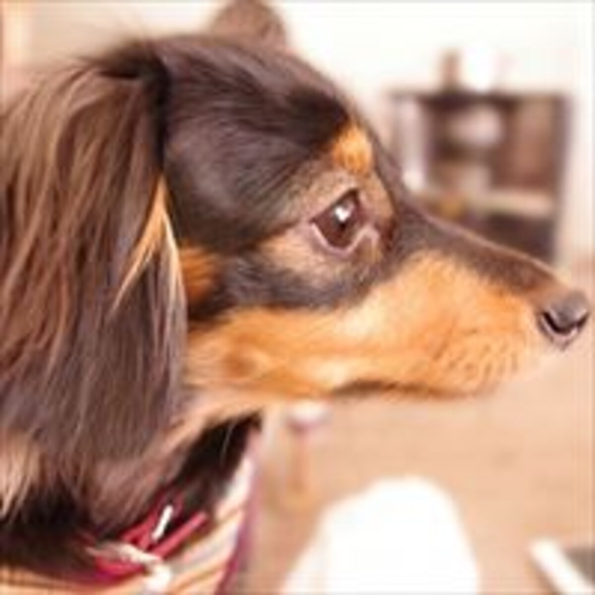 ペットは子どもの情操教育になる？