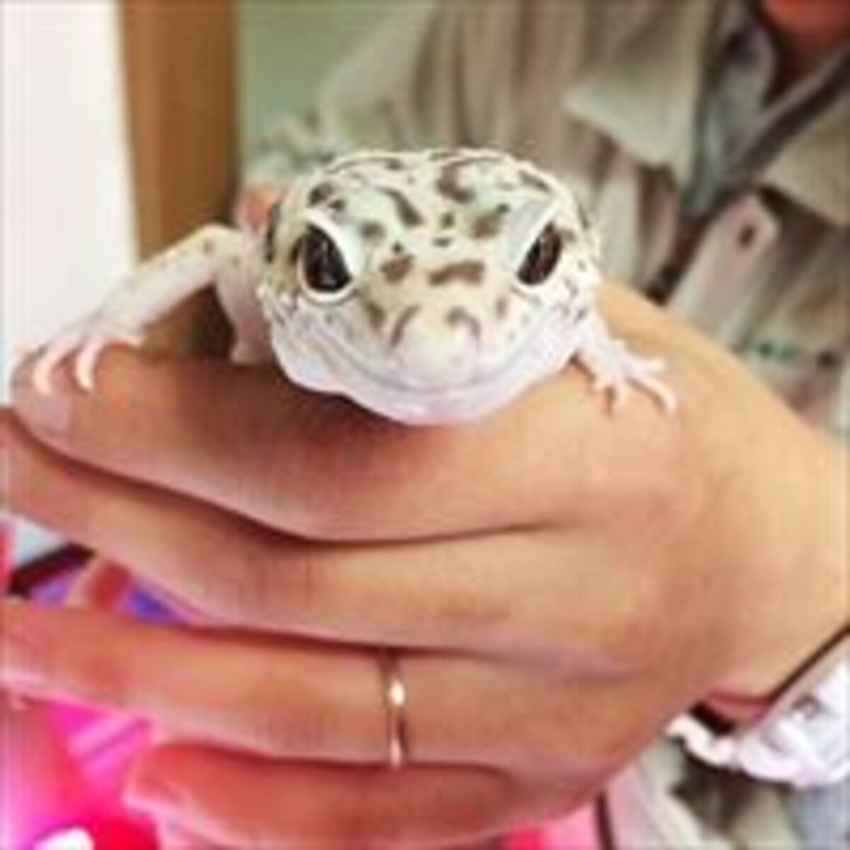 子が飼いやすいユニークなペット3選