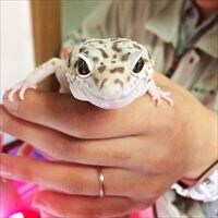 子が飼いやすいユニークなペット3選