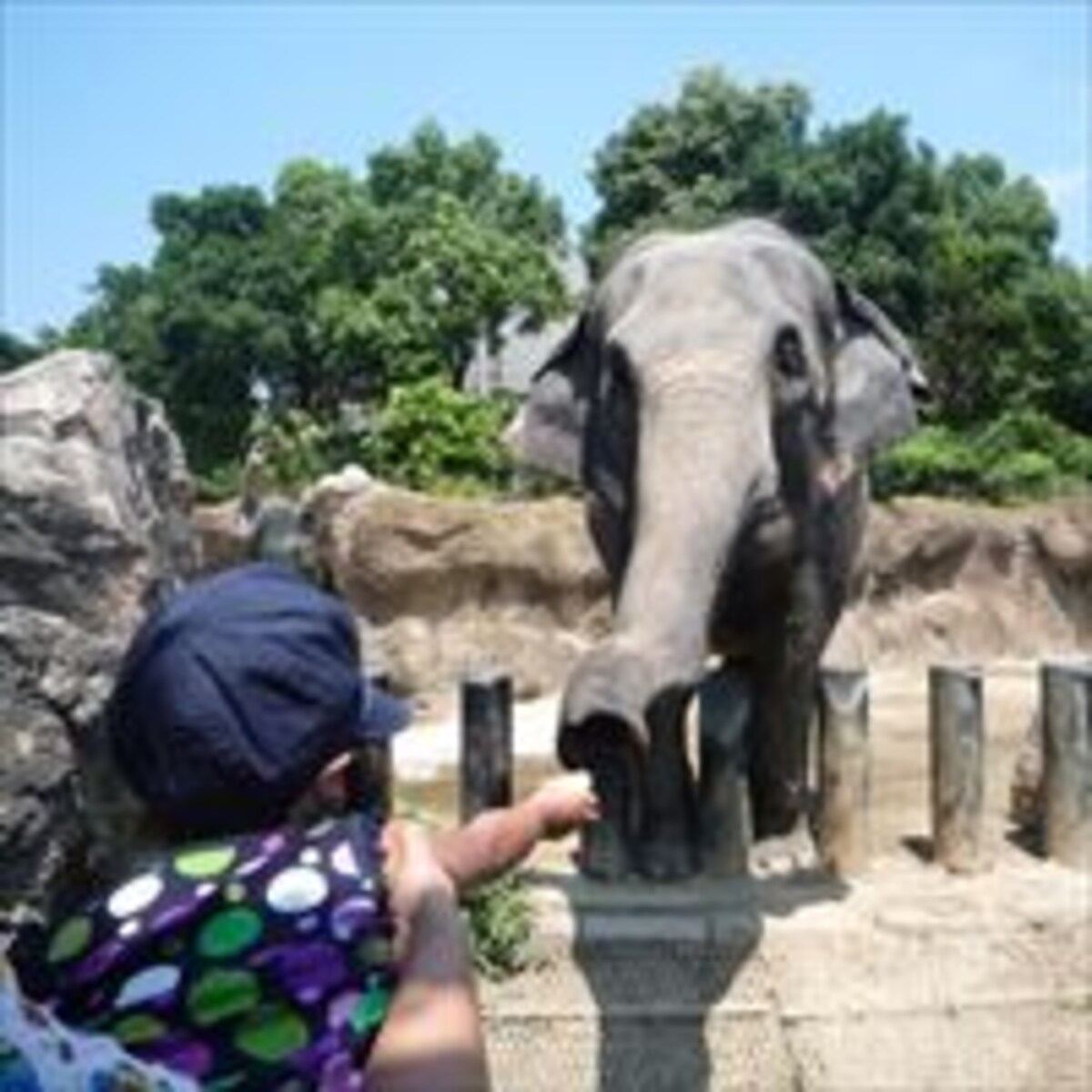 専門家推薦！　遊べて学べる動物園
