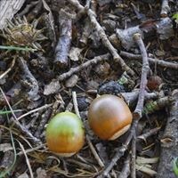 ママ抜きパパお出かけの必勝アイテム