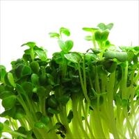 家で野菜を育てる！水耕栽培のススメ