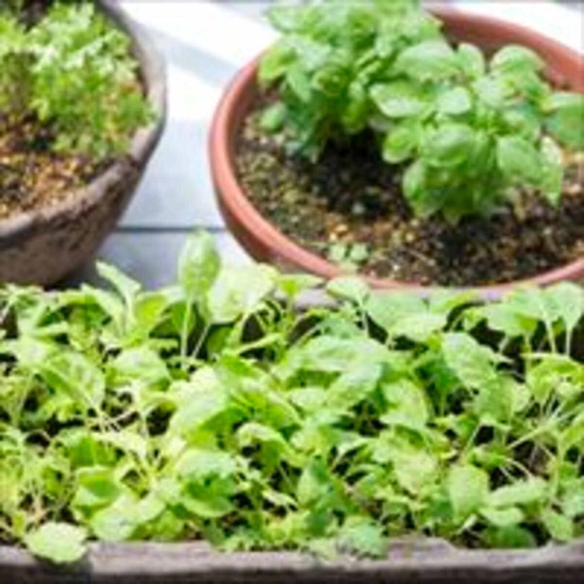 簡単！　自宅でハーブを育てるコツ