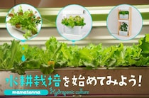 家で野菜を育てる！水耕栽培のススメ