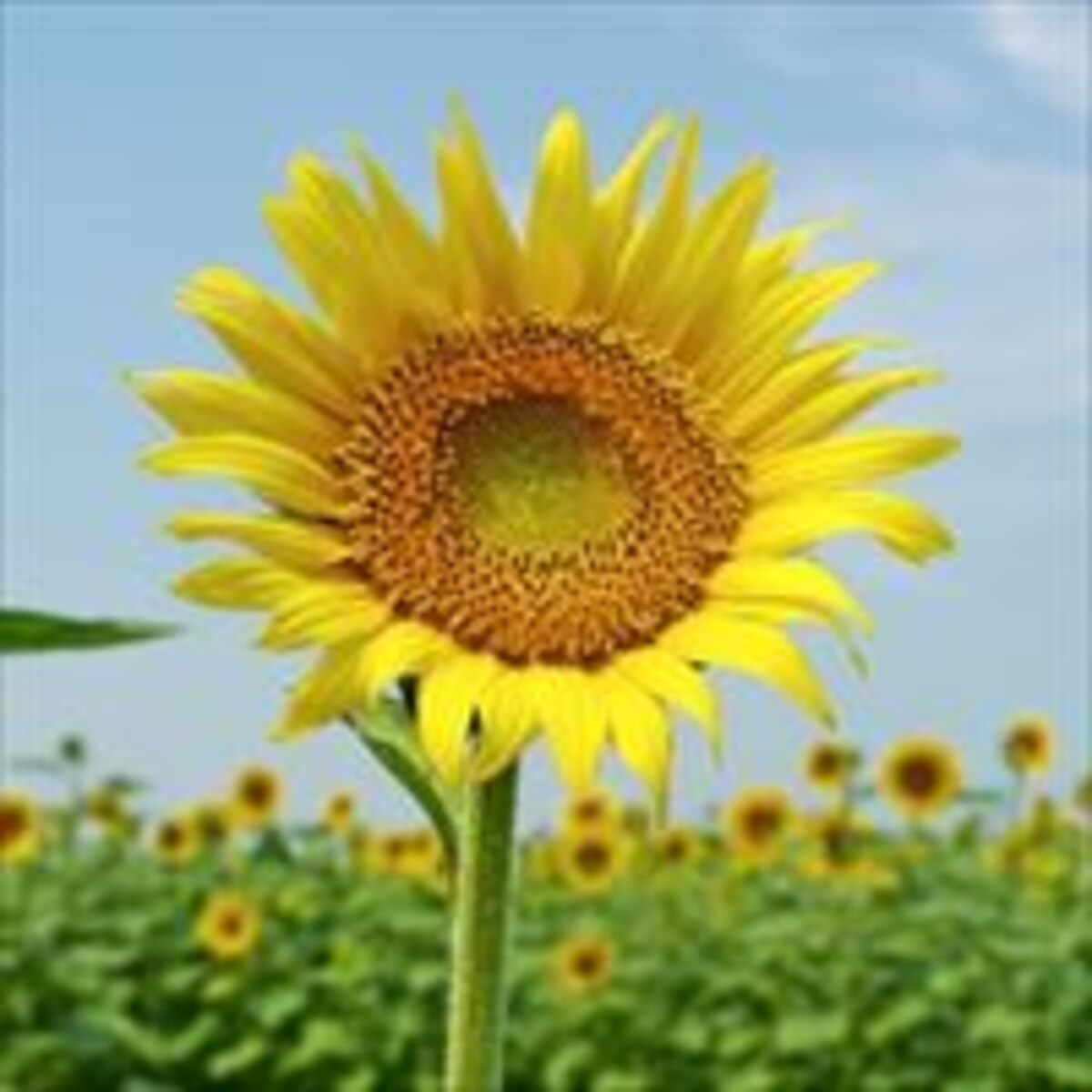 子の留守番何歳から？共働きの夏休み問題