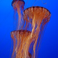 お盆明け海水浴、クラゲ被害の対処法