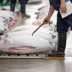 子どもの食育にも！ 見学OKな全国市場めぐり