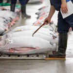 子どもの食育にも！ 見学OKな全国市場めぐり