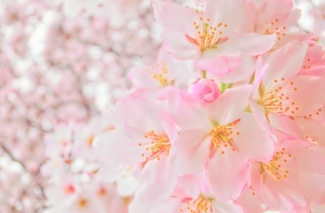 桜