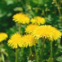 ノンカフェインだけじゃない…!タンポポ入りのお茶の効能がスゴイ!