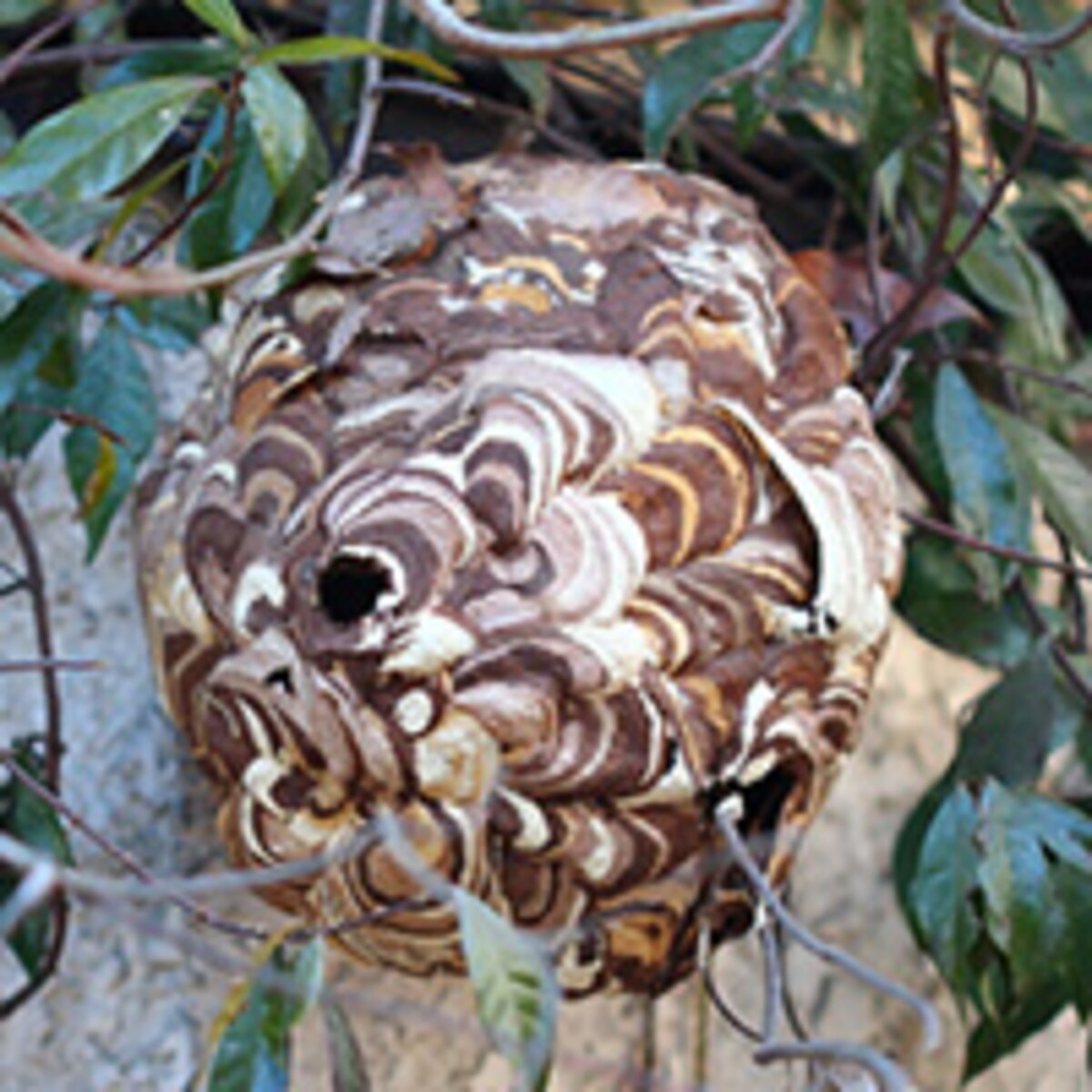 攻撃的な9月スズメバチの対処法は？