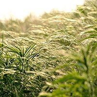 致死率3割!? 行楽時に注意すべきマダニ被害