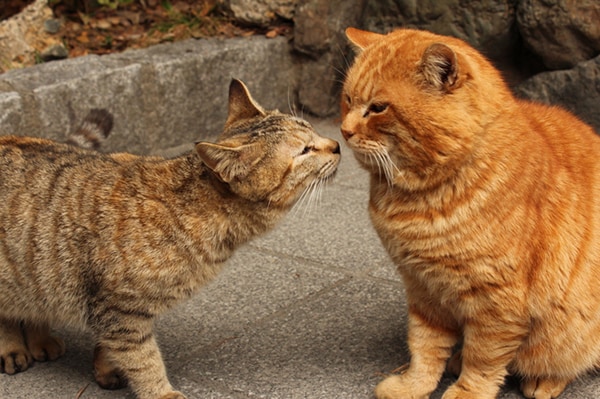 朝キスで収入アップ!?驚くべき効果とは