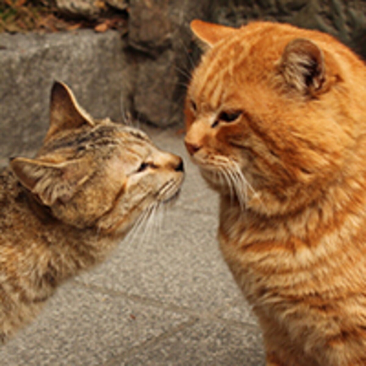 朝キスで収入アップ!?驚くべき効果とは