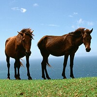 ニベアよりもスゴイ!? 馬油ケアでシミも消せる？