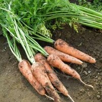 家族みんなが喜ぶ“安心&おいしい”食材活用術