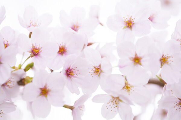 春を感じる!桜スイーツレシピ