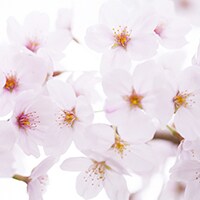 春を感じる!桜スイーツレシピ