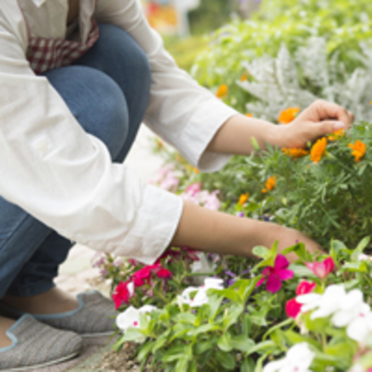 夏は植物が育つ時期だけど…ガーデニング、近所迷惑は大丈夫？