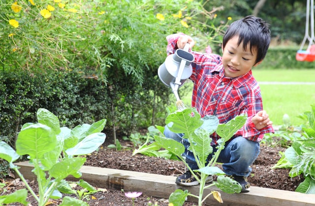 植物に水を上げる男の子