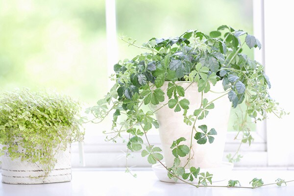 空気清浄の他にも…観葉植物の癒しパワー