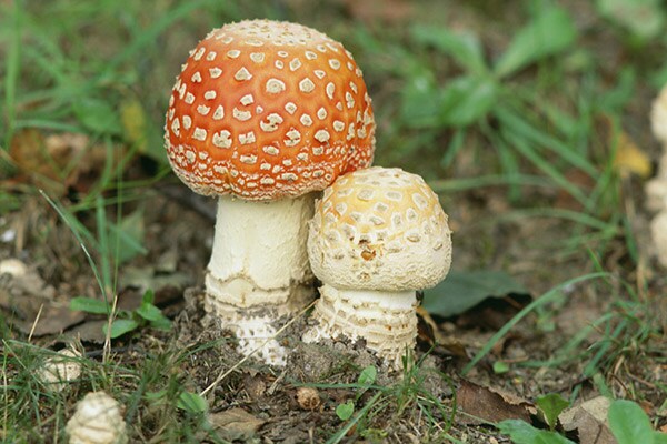 秋は毒キノコの季節？　触るだけで危険なカエンタケも発生！