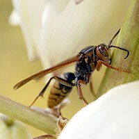 刺されたらどうする?スズメバチの対処法