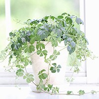 空気清浄の他にも…観葉植物の癒しパワー