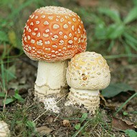 秋は毒キノコの季節？　触るだけで危険なカエンタケも発生！