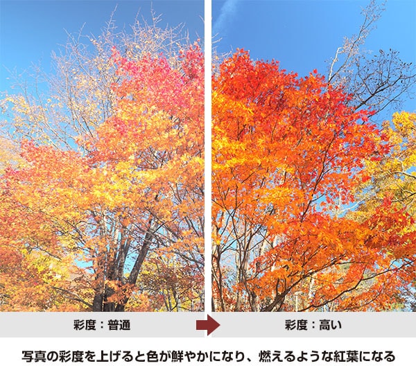 紅葉写真を鮮やかに撮るためにプロがしている３つのこと