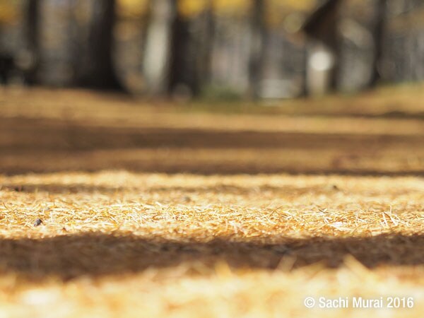 脱! 記録写真 旅をおしゃれに撮る 写真家のテクニック