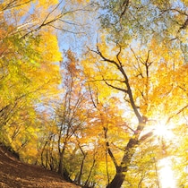 紅葉写真を鮮やかに撮るためにプロがしている３つのこと