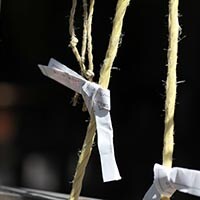 実は大吉よりも幸運？あなたは見たことある？白紙のおみくじ