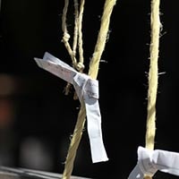 実は大吉よりも幸運？あなたは見たことある？白紙のおみくじ