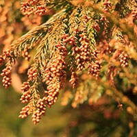 いよいよ本格シーズンで知りたい！花粉の症状を軽減するお部屋の工夫