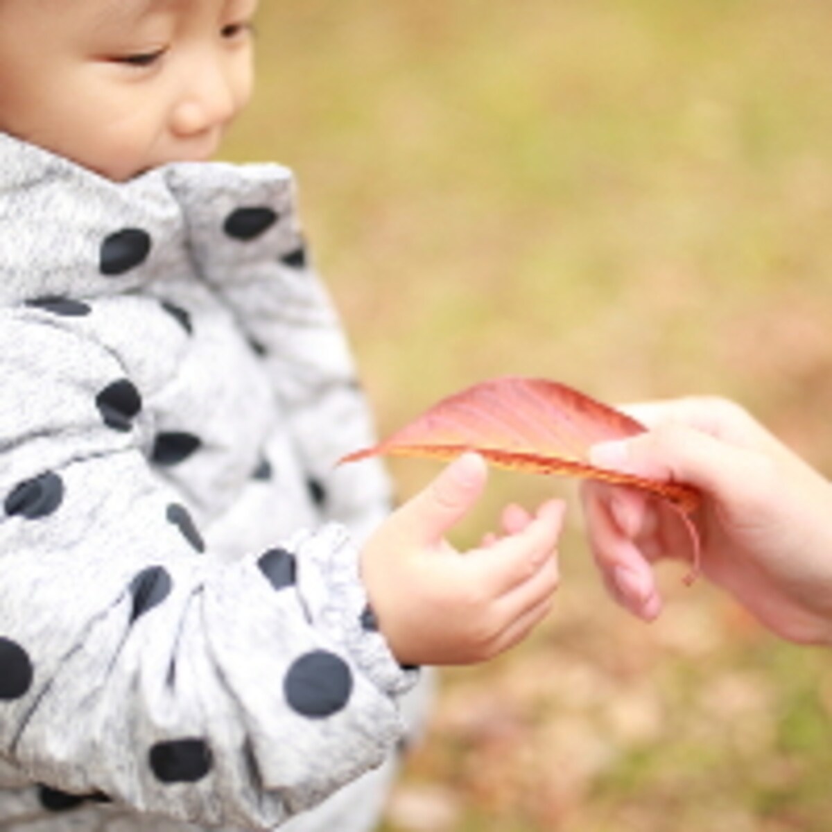 羽毛ぶとん、ダウンジャケットで【鳥アレルギー性肺炎】に