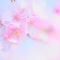 プロから学ぶ！ お花をかわいく撮る3つのポイント