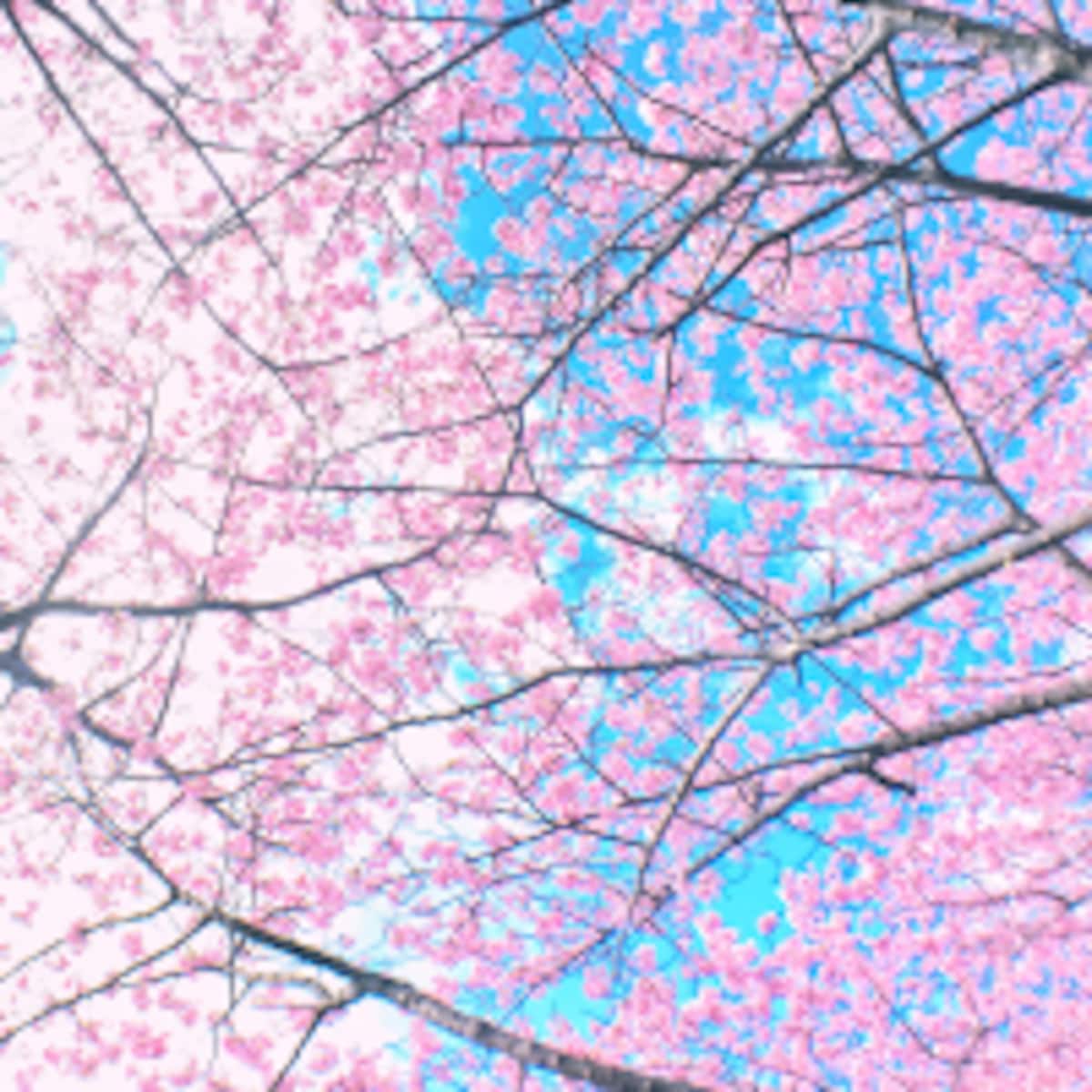 「春、見つけた♪」感動をかわいい写真に残す方法～スマホ編