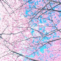 「春、見つけた♪」感動をかわいい写真に残す方法~スマホ編