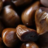 【ブーム！】簡単でおいしい自家製しょう油漬けにんにくの作り方がSNSで話題！