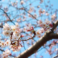 【桜は繊細な生き物!】お花見に向けて再確認!やりがちマナー違反