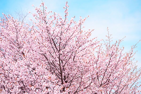 【桜切る馬鹿梅切らぬ馬鹿】桜の枝は折っちゃいけないその理由