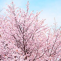 「塩漬けや餅以外ないの？」→桜の食べ方を調べてみると…