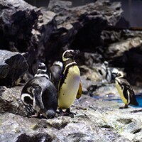 ペンギン、きつね、ぞう…日本全国●●だけ動物園を調べてみた