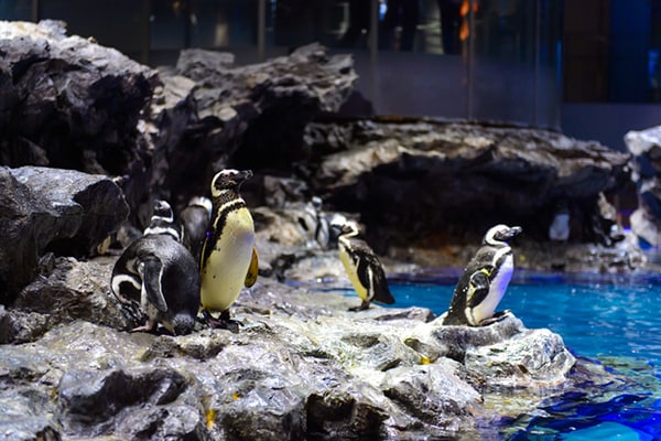 ペンギン、きつね、ぞう…日本全国●●だけ動物園を調べてみた