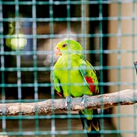 オウム病だけじゃない！人畜共通感染症「ズノーシス」はこんなにたくさん