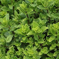 【もっさもさ！】本当に植えて大丈夫？繁殖力激強の植物4選