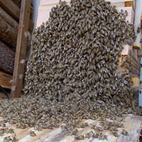 活動開始!この時期ミツバチのお引越しに注意