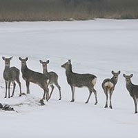 一夫多妻制の国は世界にどのくらいあるもの?
